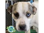 Adopt Savage a White - with Tan, Yellow or Fawn Mixed Breed (Medium) / Mixed dog