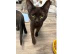 Adopt Parker a All Black Domestic Shorthair (short coat) cat in mishawaka