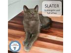 Adopt Slater a Gray or Blue Domestic Shorthair (short coat) cat in Cincinnati