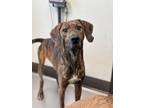 Adopt Grunt a Brindle Great Dane / Mixed dog in Florence, AL (38865158)