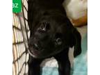 Adopt Spazz a Black Beagle / Mixed dog in Maricopa, AZ (38863553)