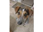 Adopt Buster a Tricolor (Tan/Brown & Black & White) Australian Cattle Dog /