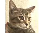 Adopt Smokey a All Black Domestic Shorthair / Mixed cat in San Antonio