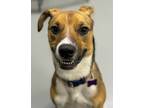 Adopt Cheecho a Tan/Yellow/Fawn Boxer / Mixed dog in Morton Grove, IL (34273417)