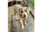 Adopt Tiger a Brown/Chocolate Labradoodle / Mixed dog in Liberty Center