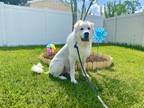 Adopt Tobi a White Great Pyrenees / Mixed dog in Palm Coast, FL (38855577)