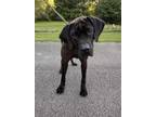 Adopt Kuro a Black Tosa Inu / Mixed dog in Heber Springs, AR (38853767)