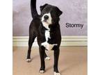 Adopt Stormy a Shar-Pei