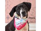 Adopt Athena a Black Labrador Retriever, Hound