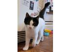 Adopt Pirate a Black & White or Tuxedo Domestic Shorthair / Mixed cat in