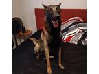 Adopt Odin a Black - with Tan, Yellow or Fawn Belgian Malinois / Mixed dog in