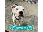 Adopt Jessie a Mixed Breed