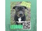 Adopt Leonard a Black American Staffordshire Terrier / Mixed dog in Dickinson
