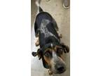 Adopt Sally a Coonhound dog in Butler, KY (38838611)