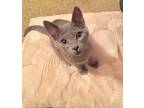 Adopt Sage a Domestic Shorthair / Mixed (short coat) cat in San Jacinto