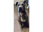Adopt Duff a Gray/Silver/Salt & Pepper - with White Pit Bull Terrier dog in