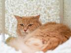 Adopt Melon a Domestic Shorthair cat in Redmond, WA (38770795)