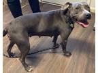 Adopt Nala a Gray/Silver/Salt & Pepper - with White Pit Bull Terrier dog in