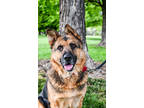 Adopt Tuck a Tan/Yellow/Fawn German Shepherd Dog / Mixed Breed (Medium) / Mixed