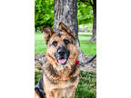 Adopt Tuck a Tan/Yellow/Fawn German Shepherd Dog / Mixed dog in Yakima