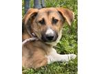 Adopt Leela a Brown/Chocolate Shepherd (Unknown Type) / Mixed dog in Hayward