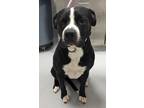 Adopt Beau 981-23 a Black Boxer / Mixed dog in Cumming, GA (38820627)