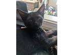 Adopt Fudge a All Black Domestic Shorthair / Mixed (short coat) cat in Highland