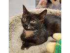 Adopt Harlem Shake a All Black Hemingway/Polydactyl / Mixed cat in Fort