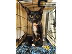 Adopt Mama Chula a All Black Domestic Shorthair / Domestic Shorthair / Mixed cat