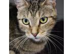 Adopt Ellie May a Brown or Chocolate Domestic Shorthair / Mixed cat in