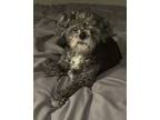 Adopt Evie a Shih Tzu