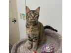 Adopt Susie a Brown or Chocolate Domestic Shorthair / Mixed cat in Albert Lea