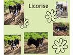 Adopt Licorish a Tricolor (Tan/Brown & Black & White) Australian Shepherd /