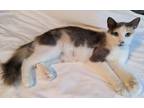 Adopt Gracyn23 a Domestic Mediumhair / Mixed (medium coat) cat in Youngsville