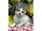 Adopt 6/21 - Nia a Manx / Mixed (short coat) cat in Stillwater, OK (38773453)
