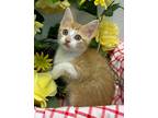 Adopt 6/21 - Bastian a American Bobtail / Mixed (short coat) cat in Stillwater