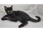 Adopt Palmer a All Black Domestic Shorthair / Mixed (short coat) cat in