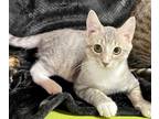Adopt Motor a Domestic Shorthair / Mixed (short coat) cat in Newnan