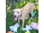 Adopt Cassie a Tan/Yellow/Fawn Labrador Retriever dog in Grand Rapids
