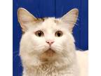 Adopt Roman a Domestic Longhair cat in Yankton, SD (38789547)