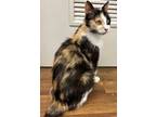 Adopt 6/21 - Momma Ira a American Bobtail / Mixed (short coat) cat in