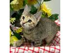 Adopt 6/3 - Radish a Domestic Shorthair / Mixed (short coat) cat in Stillwater