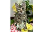 Adopt 6/3 - Celery a Domestic Shorthair / Mixed (short coat) cat in Stillwater