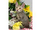 Adopt 6/3 - Okra a American Bobtail / Mixed (short coat) cat in Stillwater