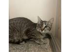 Adopt Leela a Gray or Blue Domestic Shorthair / Mixed cat in Rifle