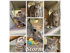Adopt Storm a Brown or Chocolate Domestic Shorthair / Mixed cat in West Olive