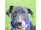 Adopt Wilder a Black Mixed Breed (Medium) / Mixed Breed (Medium) / Mixed dog in