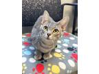 Adopt Pickett a Domestic Shorthair / Mixed (short coat) cat in Jonesboro