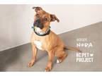 Adopt Nora a Pit Bull Terrier, Mixed Breed