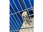 Adopt Rosie a White Mixed Breed (Medium) dog in Whiteville, NC (38766563)